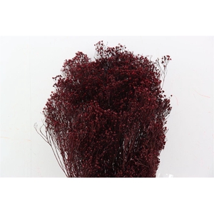 Dried Brooms Bordeaux Bunch