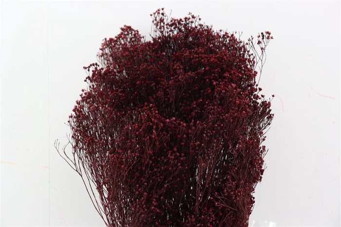 <h4>Dried Brooms Bordeaux Bunch</h4>