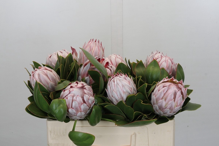 Protea Cynaroides