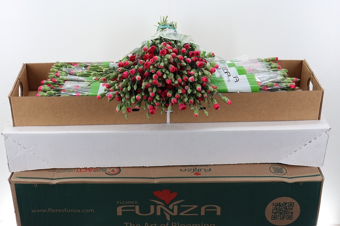 <h4>Di Tr Pigeon x20 Box</h4>