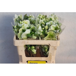 HELL FRK MOLLYS WHIT