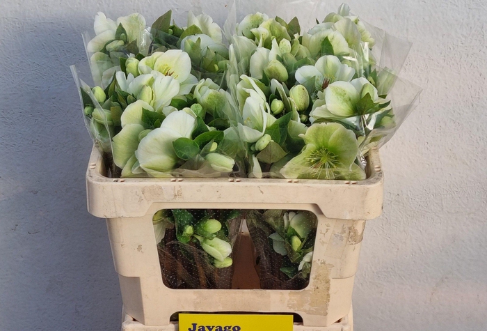 <h4>HELL FRK MOLLYS WHIT</h4>