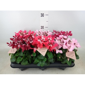 Cyclamen KL 'Djix'