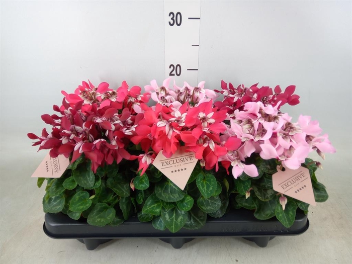 <h4>Cyclamen KL 'Djix'</h4>