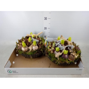 Arr.   Bol/Knolgewas L%