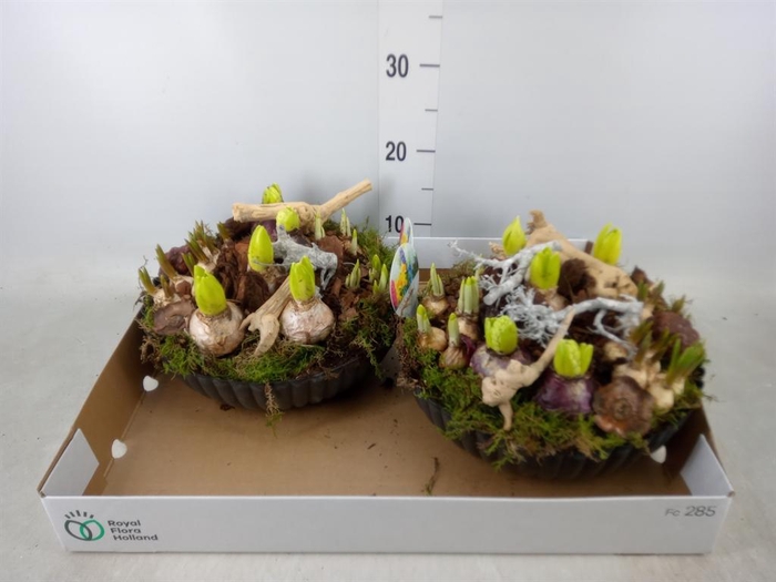 <h4>Arr.   Bol/Knolgewas L%</h4>