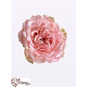 Rosa large flowered Country Girl