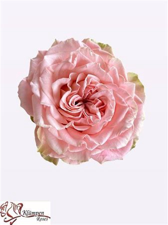<h4>Rosa large flowered Country Girl</h4>