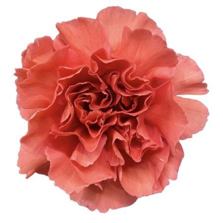 <h4>DI ST MAJESTA</h4>