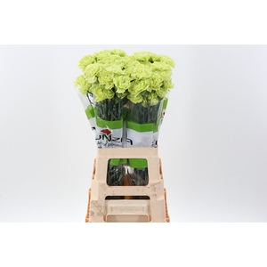 Di St Marty/ Donker Groen