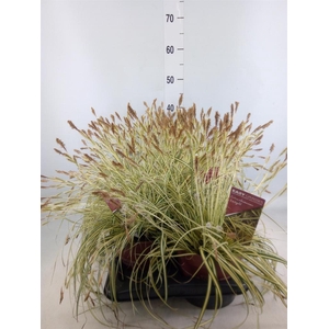 Carex hachijoensis 'Evergold'