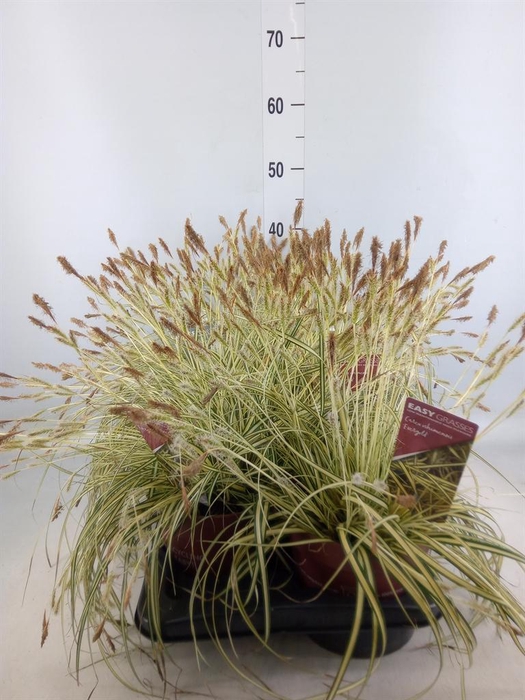 <h4>Carex hachijoensis 'Evergold'</h4>