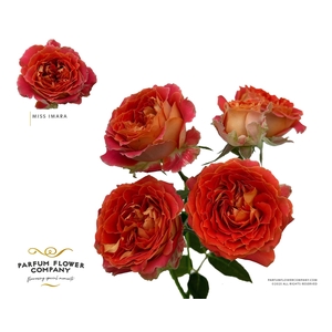 Rosa Spray Miss Imara