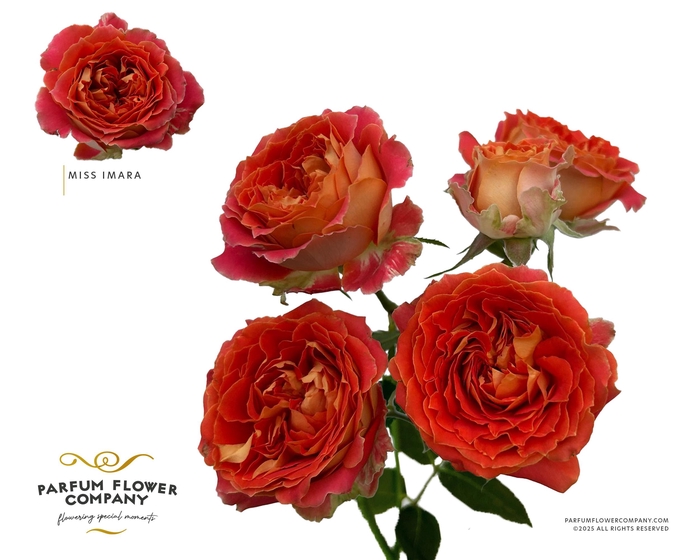 <h4>Rosa Spray Miss Imara</h4>