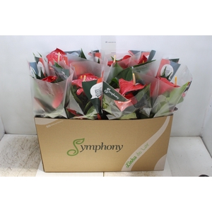 ANTHURIUM QUERIDA P15
