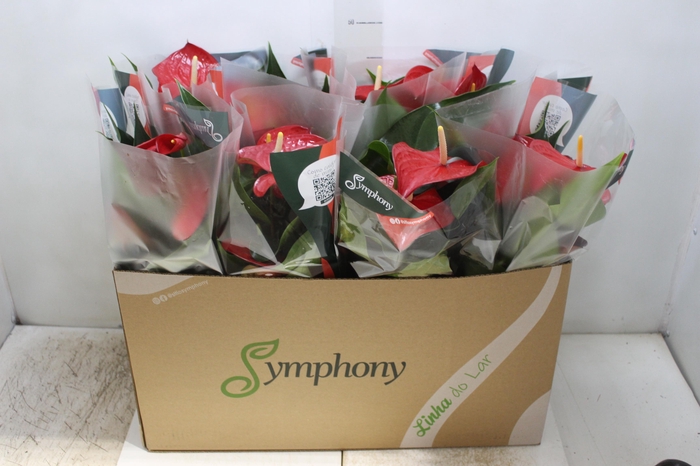 <h4>ANTHURIUM QUERIDA P15</h4>