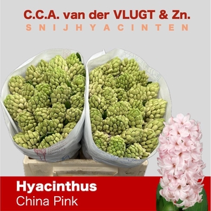 HYAC CHINA PINK