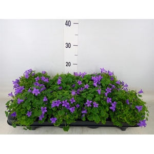 Campanula porten. 'Porto'