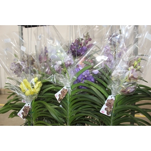ORQUIDEA VANDA CESTA VAZADA