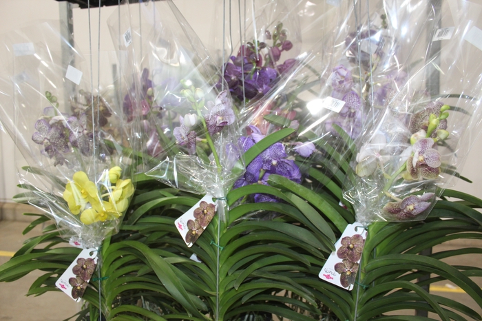 <h4>ORQUIDEA VANDA CESTA VAZADA</h4>