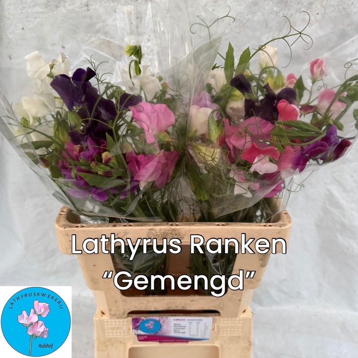<h4>LATHYR ODORATUS GEM</h4>