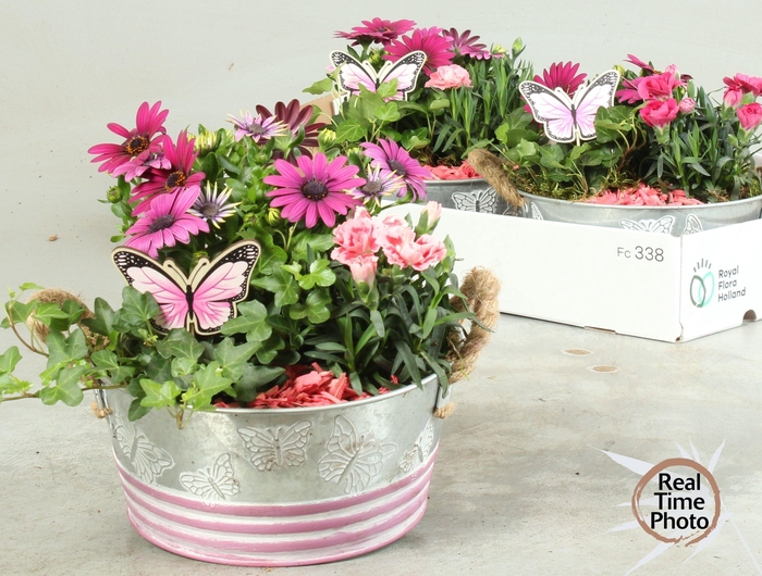 <h4>ARR TUINPLANTEN</h4>