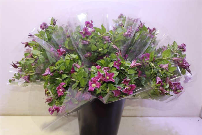 <h4>Clem Amazing Kyiv</h4>