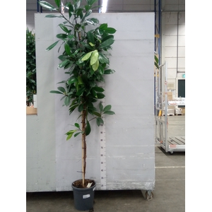 Ficus cyathistipula