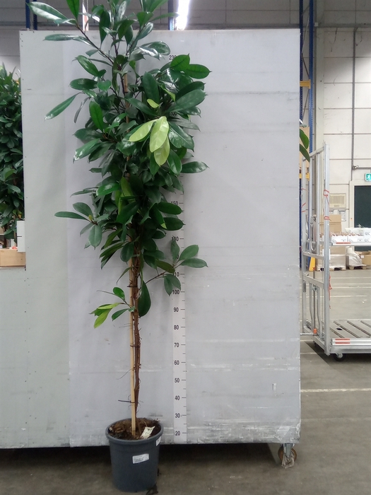 <h4>Ficus cyathistipula</h4>