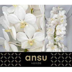 Vanda Tayan Opal Whi