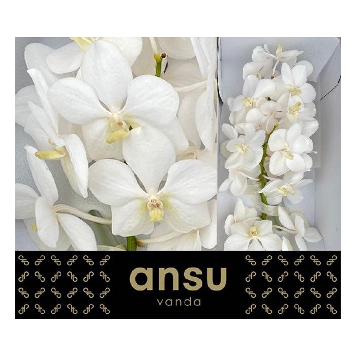 <h4>Vanda Tayan Opal Whi</h4>