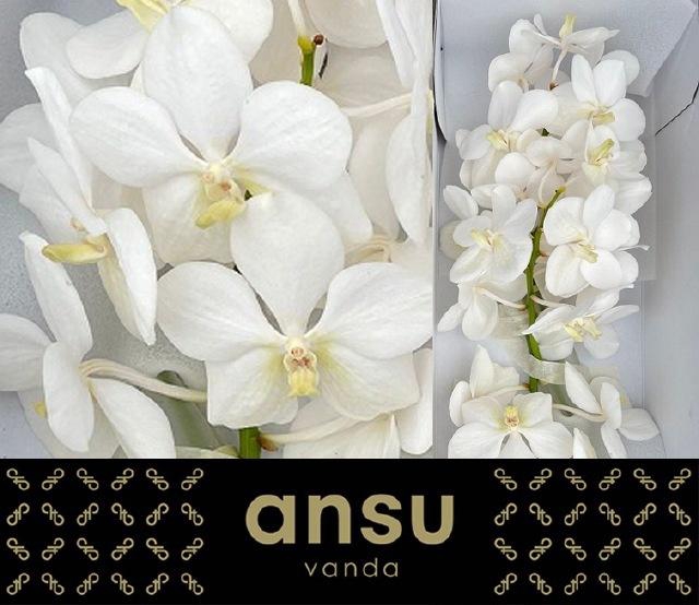 Vanda Tayan Opal Whi