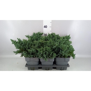 Juniperus squamata 'Blue Star'