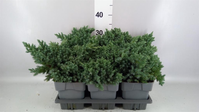 <h4>Juniperus squamata 'Blue Star'</h4>