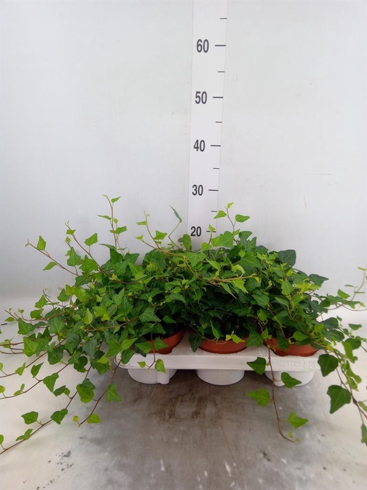 <h4>Hedera helix 'Lady Kay'</h4>