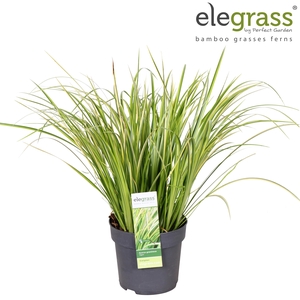 Acorus gramineus 'Ogon' P14