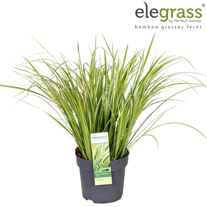 <h4>Acorus gramineus 'Ogon' P14</h4>