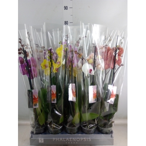 Phalaenopsis   ...mix  7