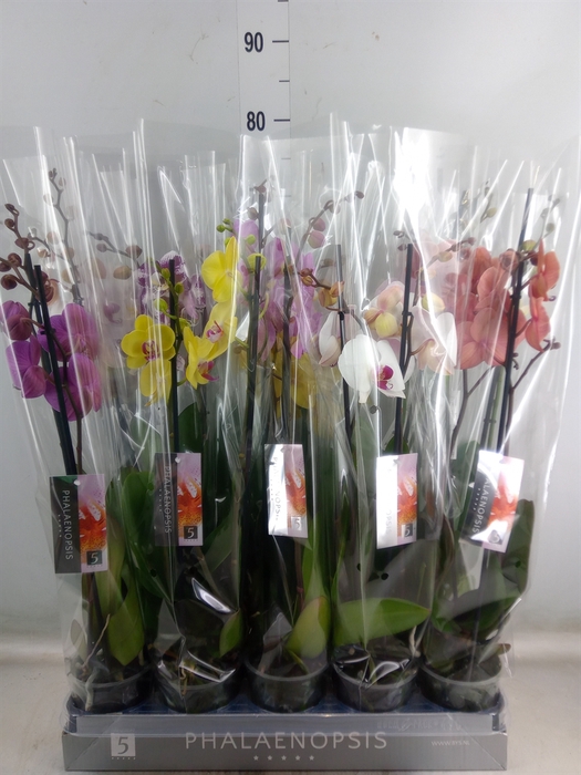 <h4>Phalaenopsis   ...mix  7</h4>