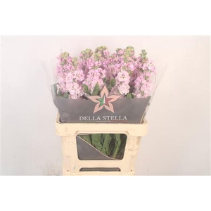 Matth Iron Light Pink