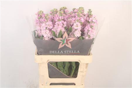 <h4>Matth Phant Light Pink</h4>