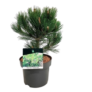 Pinus held. 'Compact Gem'