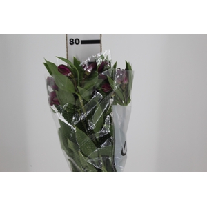 ALSTROEMERIA REAL 080 CM
