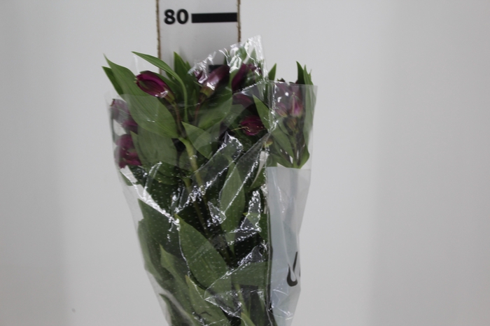 <h4>ALSTROEMERIA REAL 080 CM</h4>