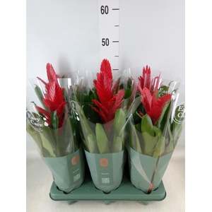 Vriesea  'Intenso Red'