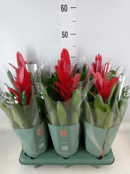 <h4>Vriesea  'Intenso Red'</h4>