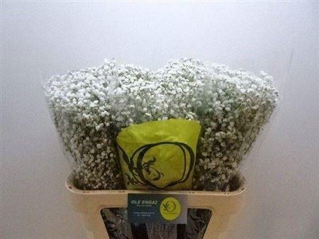 <h4>Gyps Pa Xlence</h4>