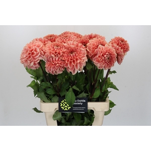 Dahlia Romance