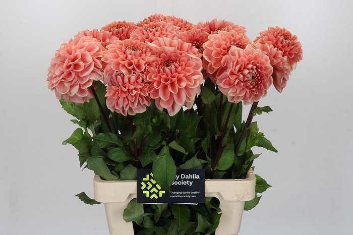 <h4>Dahlia Romance</h4>