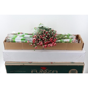 Di Tr Minuetto x20  Box